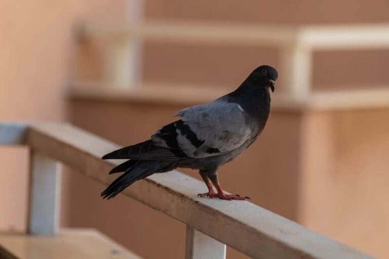 Why Do Pigeons Keep Coming To My Balcony