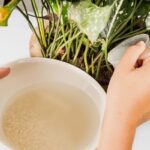 How To Make Rice Water For Plants