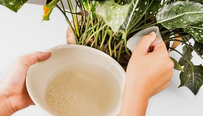 How To Make Rice Water For Plants