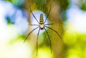 How To Get Rid Of Banana Spiders