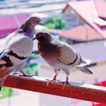 How To Get Rid Of Pigeons On Balcony