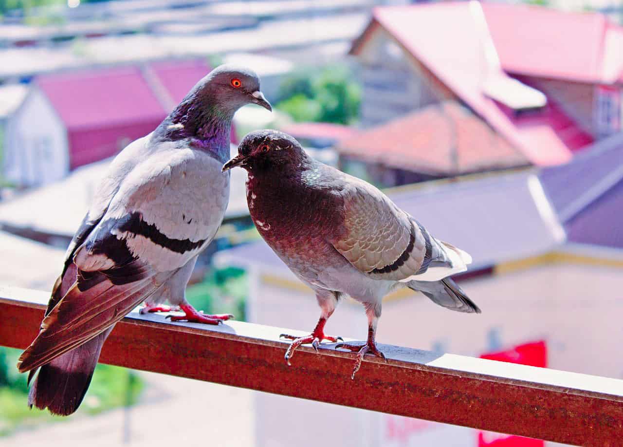 How To Get Rid Of Pigeons On Balcony