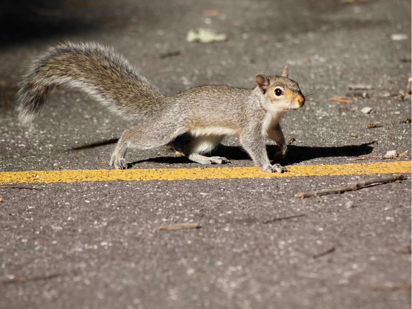 Spiritual Meaning Of Squirrel Crossing Your Path