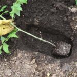 How Deep Do Tomato Plant Roots Go
