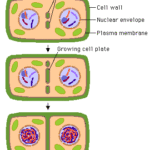 Cytokinesis