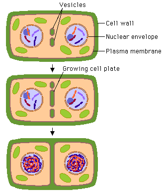 Cytokinesis